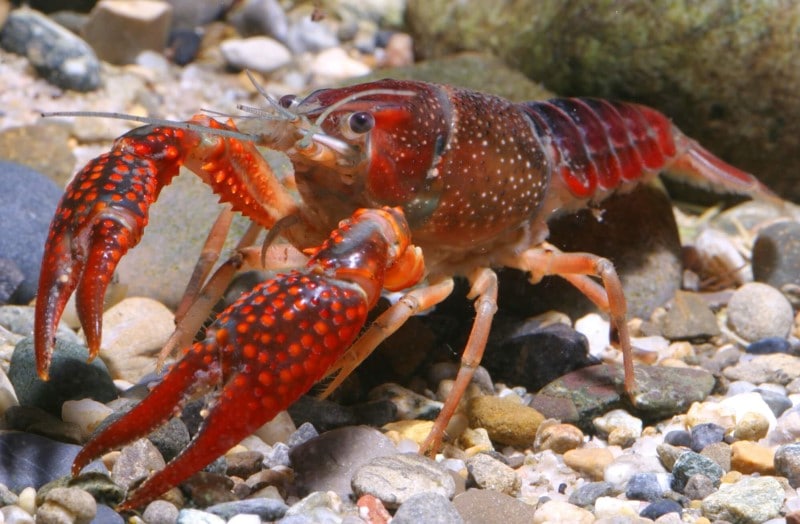 Crayfish