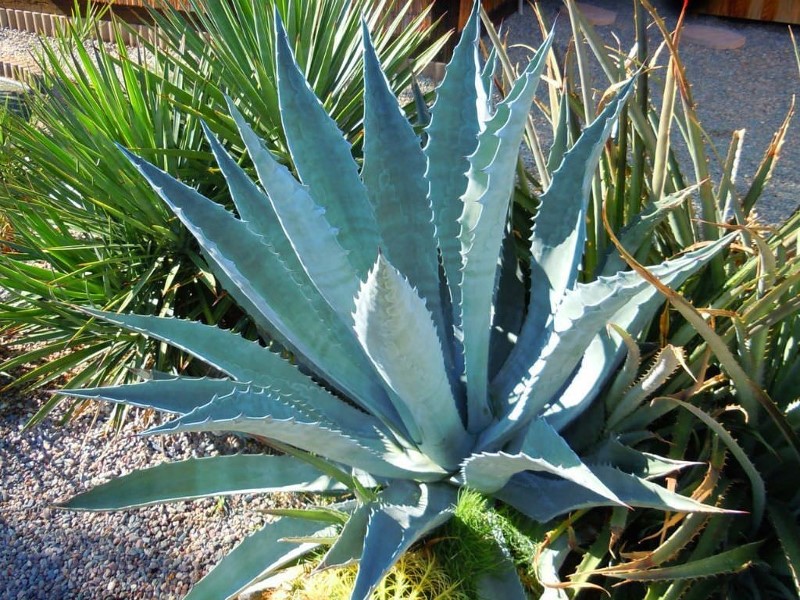 Lidah buaya agave americana