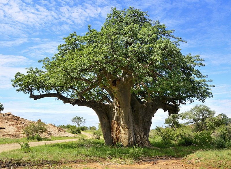 Baobab
