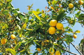 Citronnier de Menton