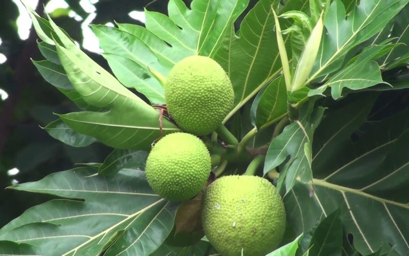 Breadfruit Artocarpus altilis