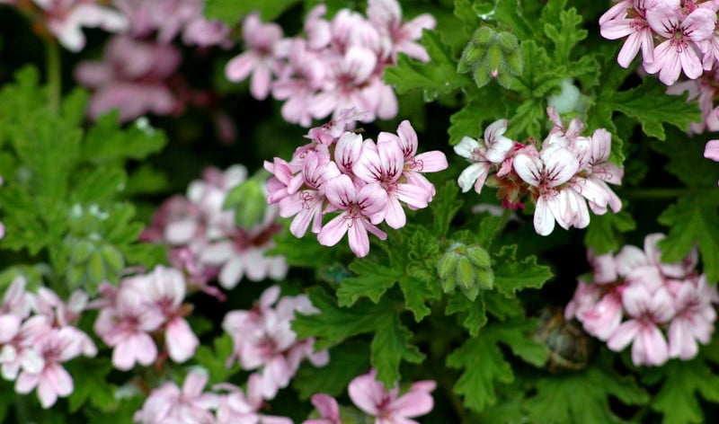 Géranium rosat