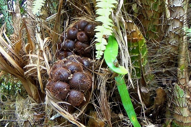 सालाक, सलक्का ज़लाक्का