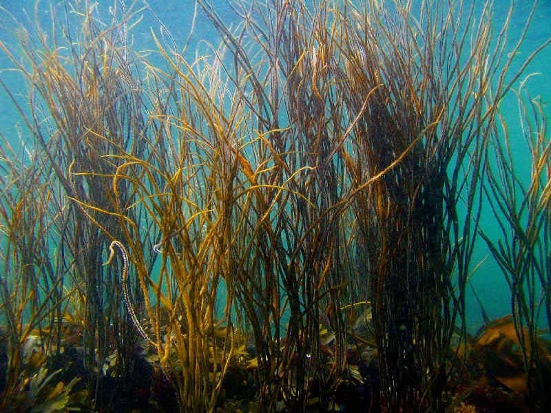 Spaghete de mare Himanthalia elongata