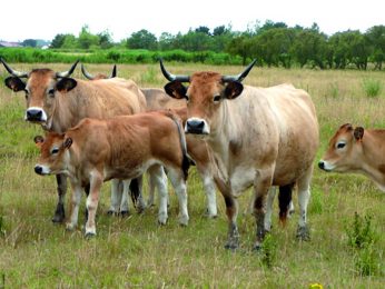 Troupeau de vaches maraîchines
