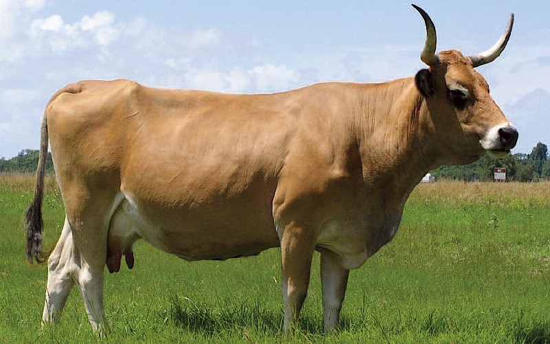 पोरबीगल गाय