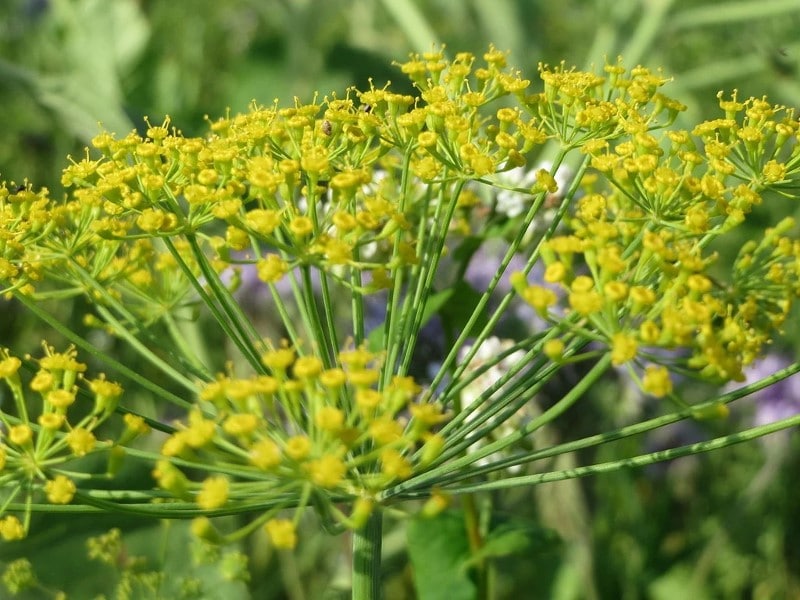 Dill Anethum graveolens