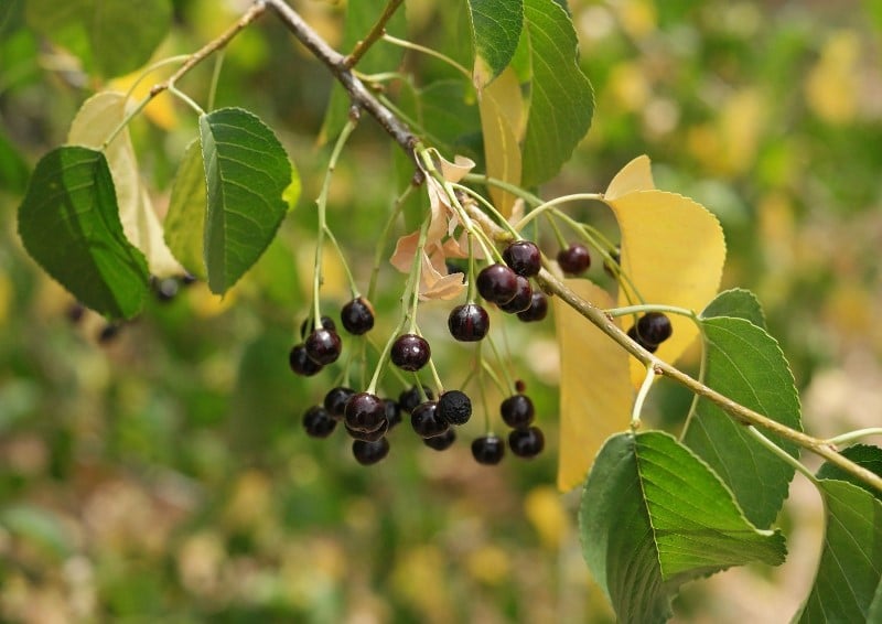 세인트 루시아 체리 Prunus mahaleb