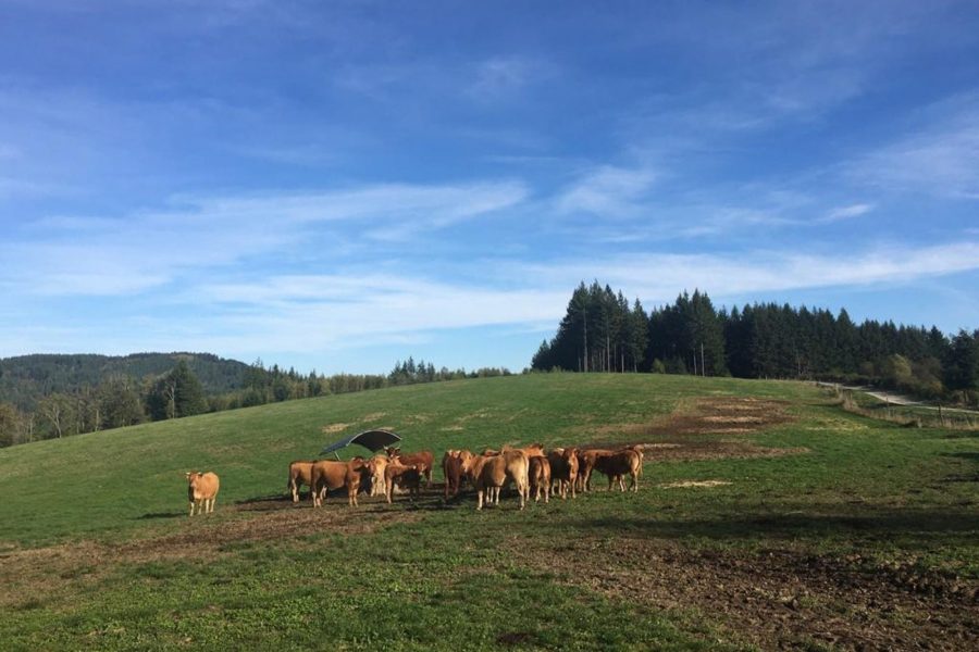 Limousin, natuurpark Millevaches