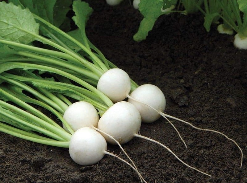 Hukarei turnips
