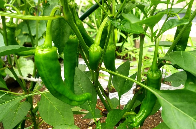 Shishito peppers