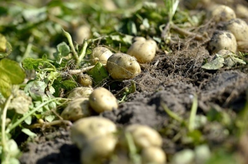 Maagang patatas mula sa Noirmoutier Island