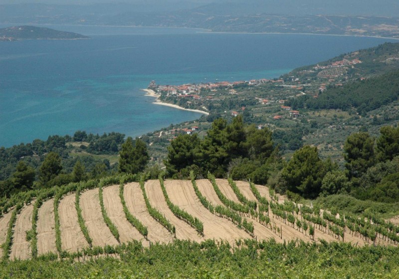 Vigne d’altitude en Grèce Vigne d’altitude en Grèce