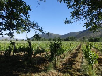 Vignoble à Santorin