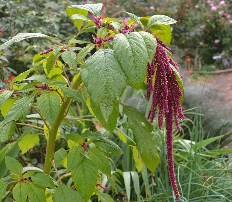 Amaranto amaranto caudatus