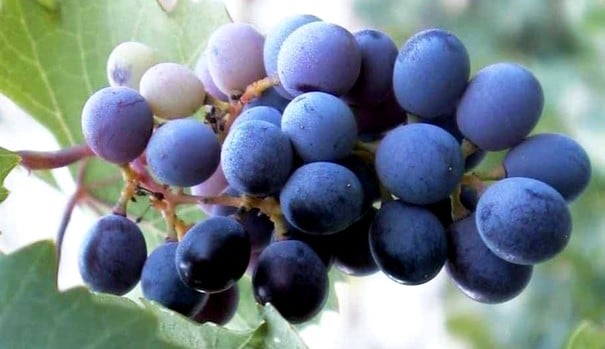 variedad de uva mavro