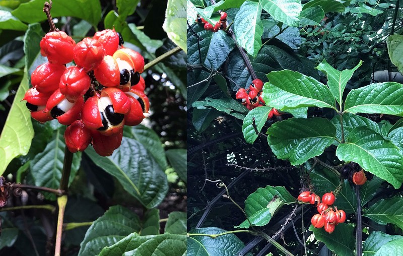 Guarana paullinia cupana