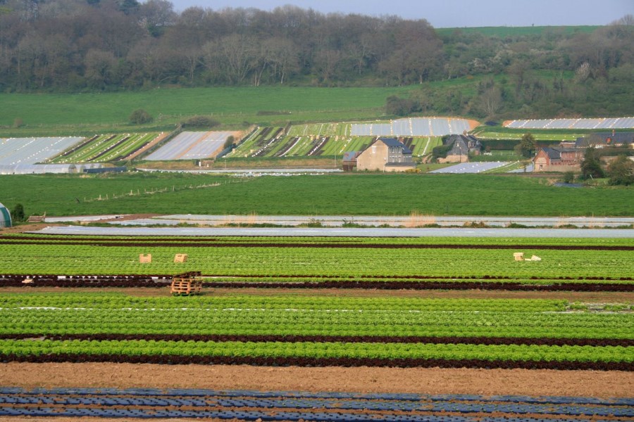 Market garden fields sa Durdent valley, Seine-Maritime