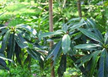 Illipe Madhuca longifolia L.