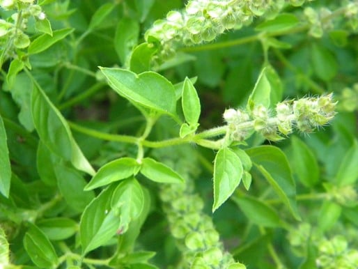 Basilic citron Ocimum citriodorum