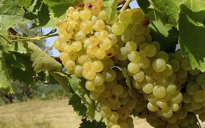 C&eacute;page Trebbiano