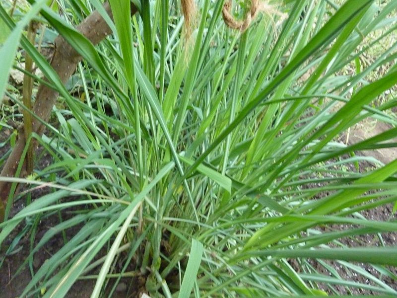 Citronnelle de Ceylan