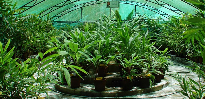 Culture de plantes L&agrave; Dong sous serrev