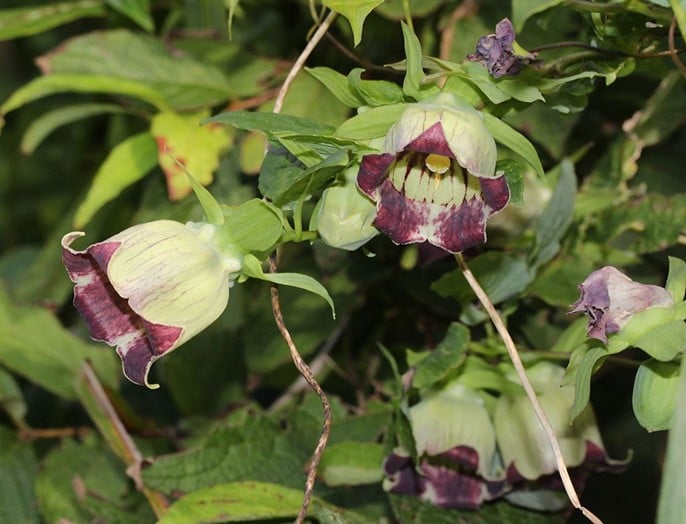 Deodeok en fleurs