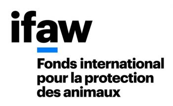 Logo IFAW