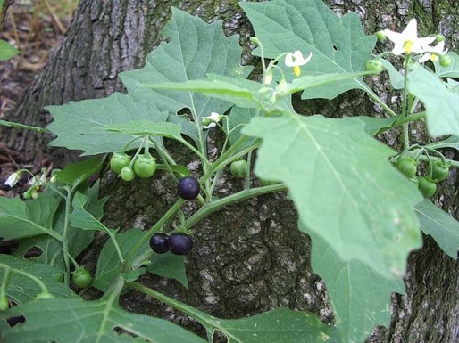Morelle noire Solanum nigrum