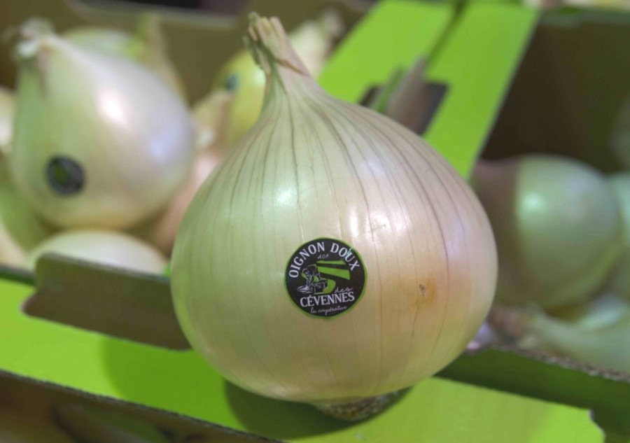 Sweet onion from the Cévennes