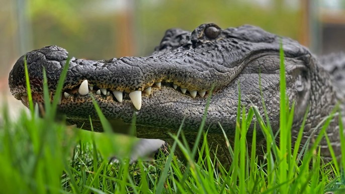 Papa crocodile