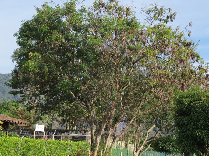 Faux mimosa leucaena leucocephala