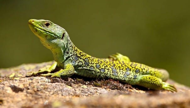 Lézard