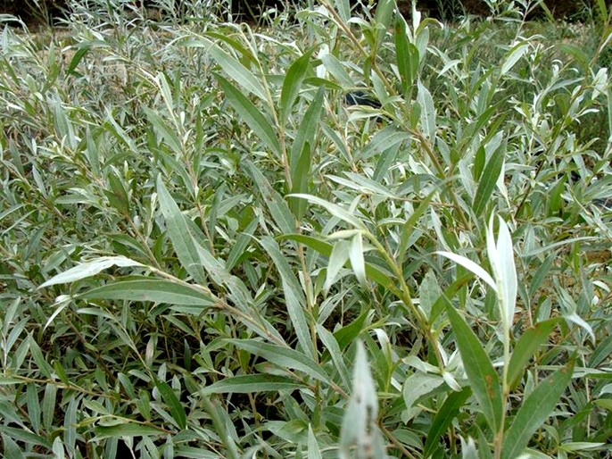 Saule blanc Salix alba