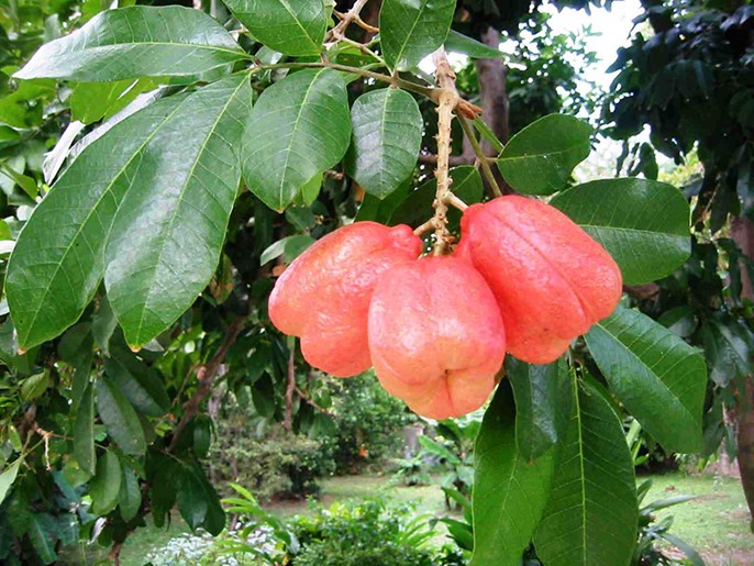Ackee Blighia sapida