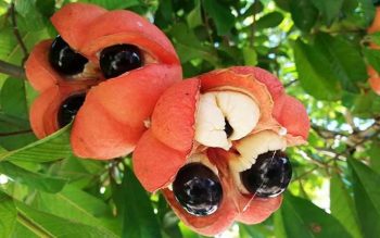 Fruits de l’ackee