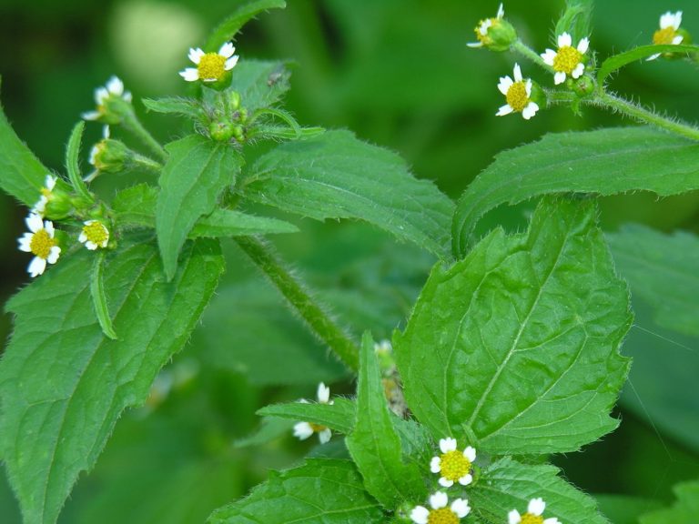 Galinsoge &agrave; petites fleurs