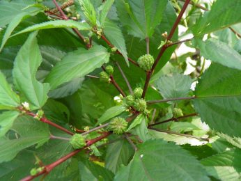 Jute blanc Corchorus capsularis
