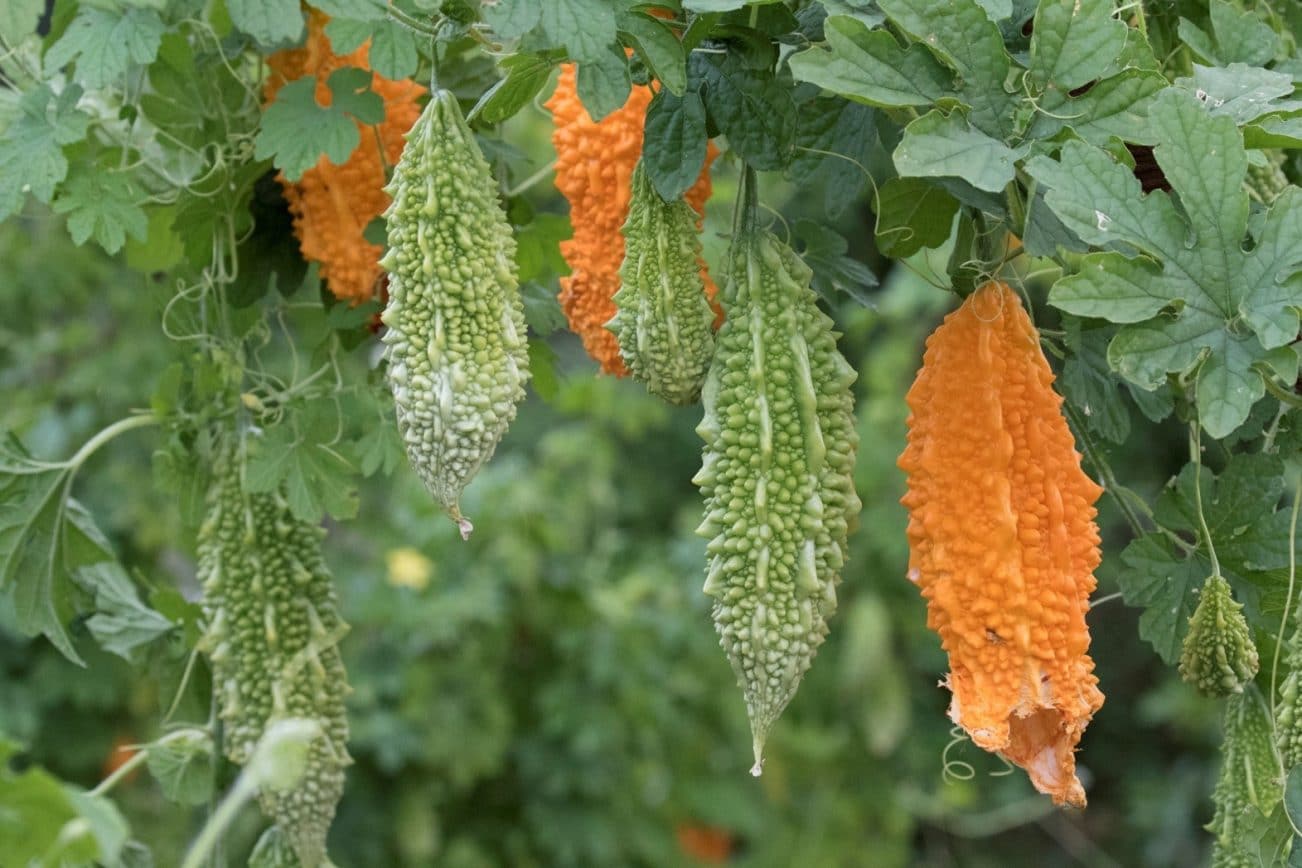 Bitter melon Momordica charantia