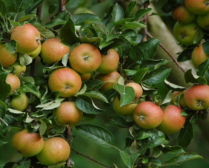 Pommier Cox&rsquo;s Orange Pippin