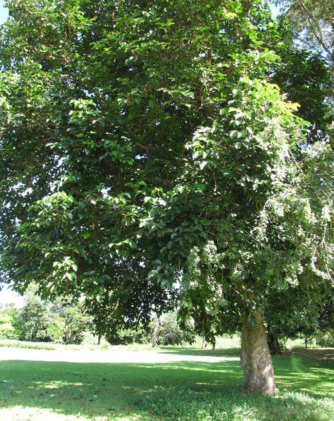 Santol Sandoricum koetjape