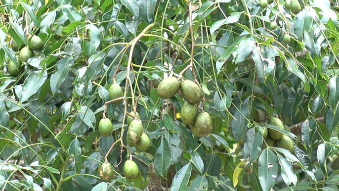 Spondias pinnata