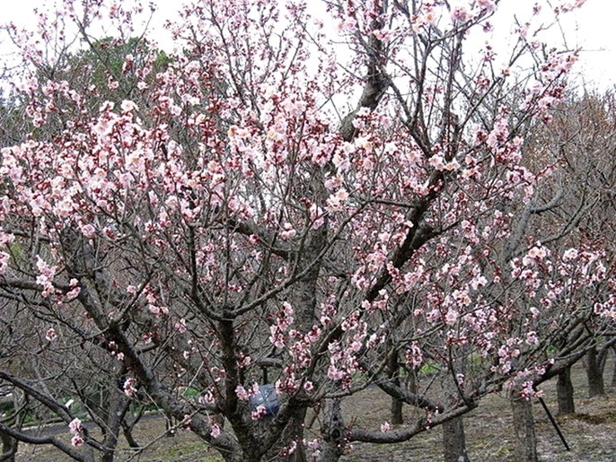 Abricotier du Japon