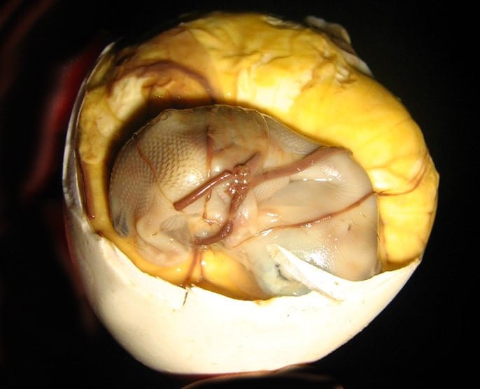 Balut cuit et &eacute;caill&eacute;