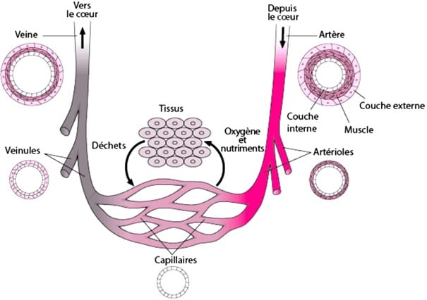 Biologia dei vasi sanguigni