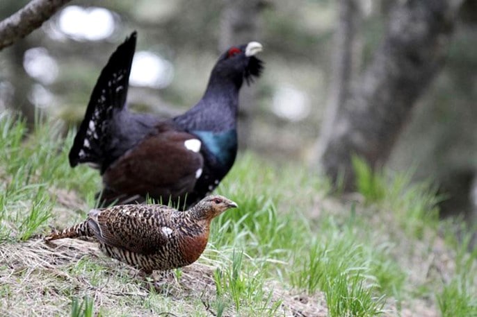 Couple de coqs de Bruyère