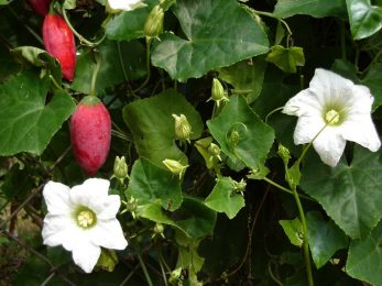 Courge de lierre Coccinia grandis