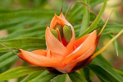 Kaitha çiçeği