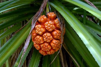 Fruit de kaitha